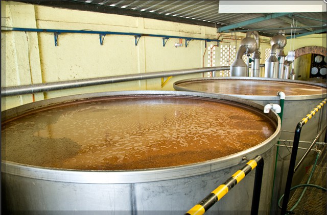 Fermentation to Distillation... Steps to make Tequila - Azunia Tequila Process 3 1