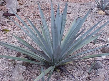 What is Blue Weber Agave?