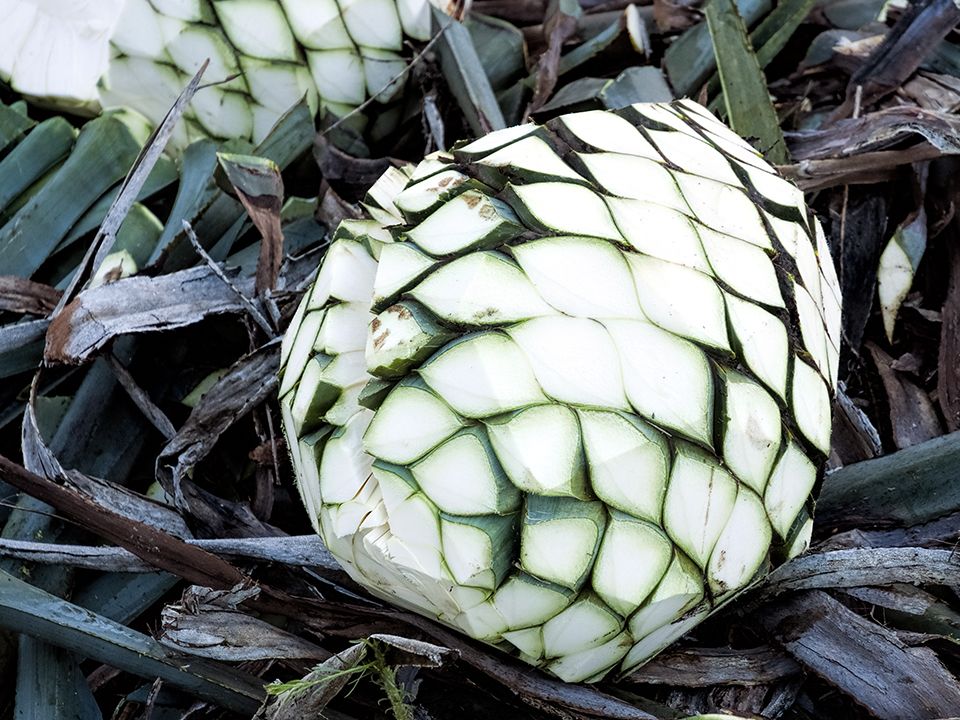 Agave Pina Cooking Methods (Tequila) ..... Including Diffuser