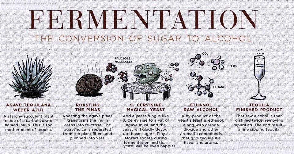 Fermentation to Distillation... Steps to make Tequila